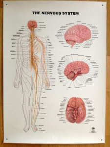 the nervous system anatomical poster