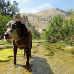 old chocolate Labrador in creek