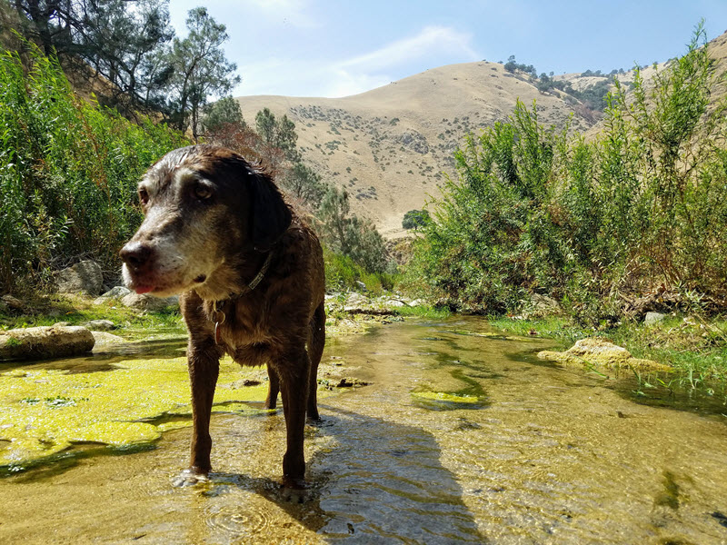 old chocolate Labrador in creek