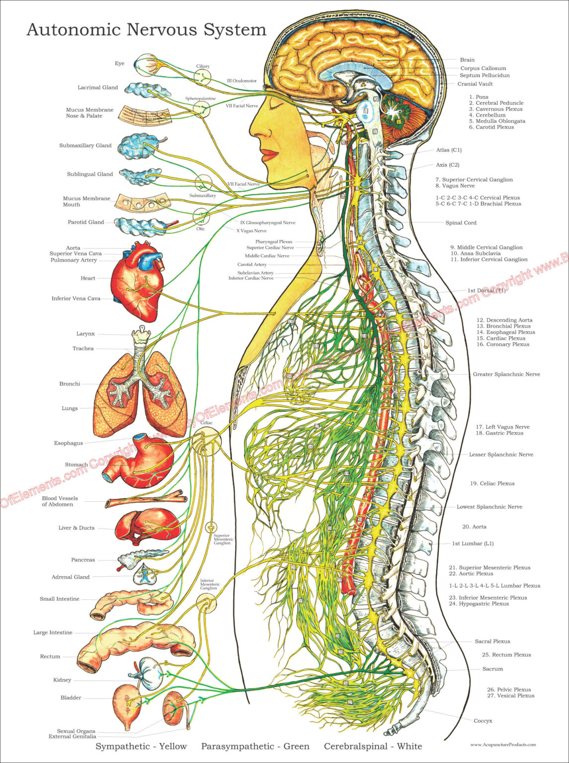 Autonomic Nervous System Poster - 18