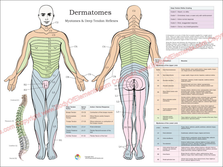 Dermatome Myotomes Chiropractic Poster – 18 X 24