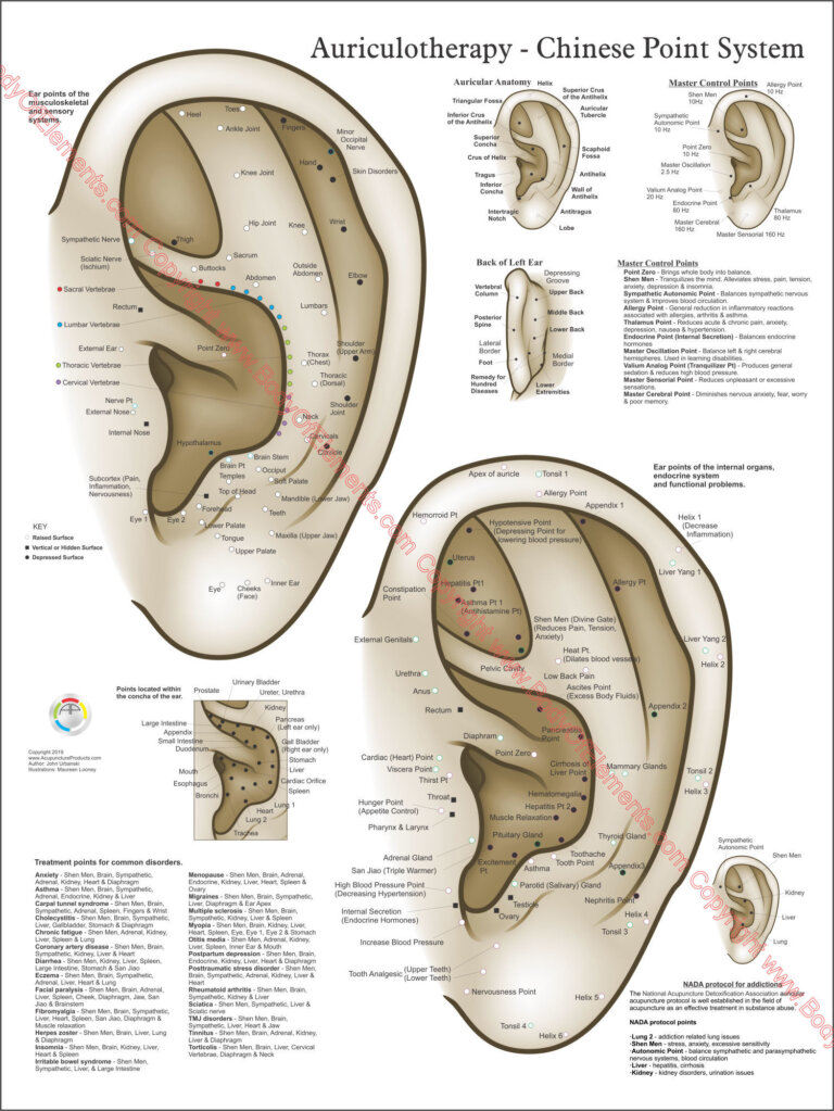 Chinese System of Auricular Ear Acupuncture 18″ X 24″