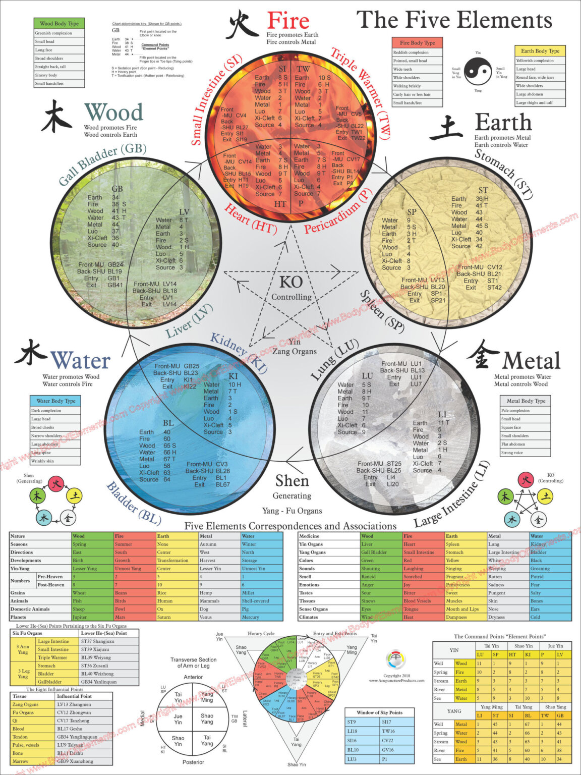 The Five Elements of Acupuncture Poster 24 X 36 - Planet Chiropractic