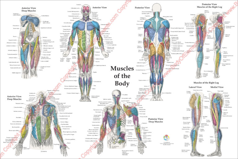 human muscle anatomy poster 24x36 horizontal 768x512