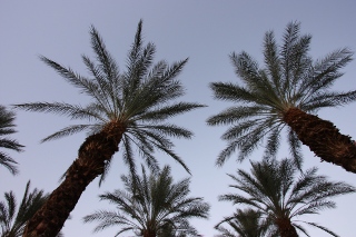 California Palm Trees in the Desert