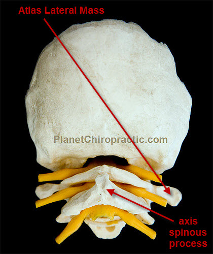 Occipital Bone Atlas Axis Cervical Vertebra Planet Chiropractic 5102