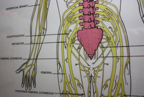 iliohypogastric nerve and other nerves on chart