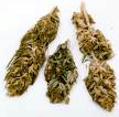 Marijuana Buds - Kush