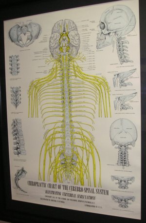 nerve distribution spinal cord spinal nerves brain classic poster