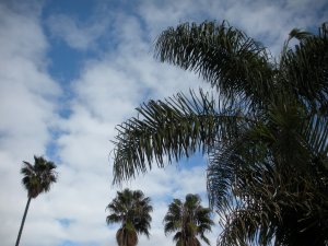 Palm Trees Venice California