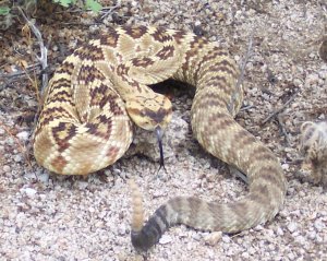 rattlesnake san diego hills