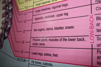 spinal-nerve-chart-pink