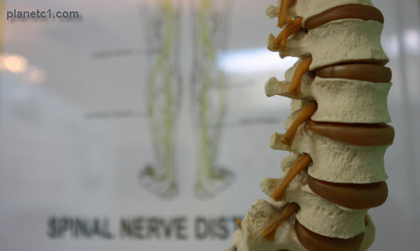 spinal nerve distribution lumbar