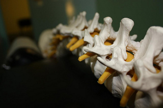 spinal vertebrae nerve model