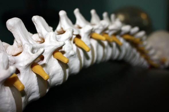 spine in chiropractic office