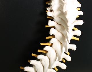 thoracic spine dorsals